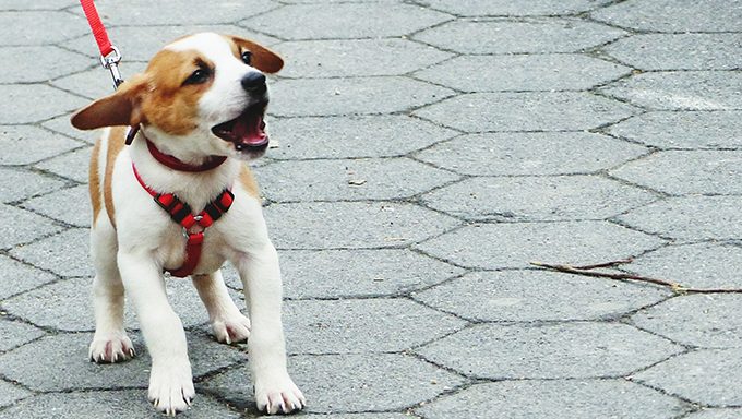 puppy on leash