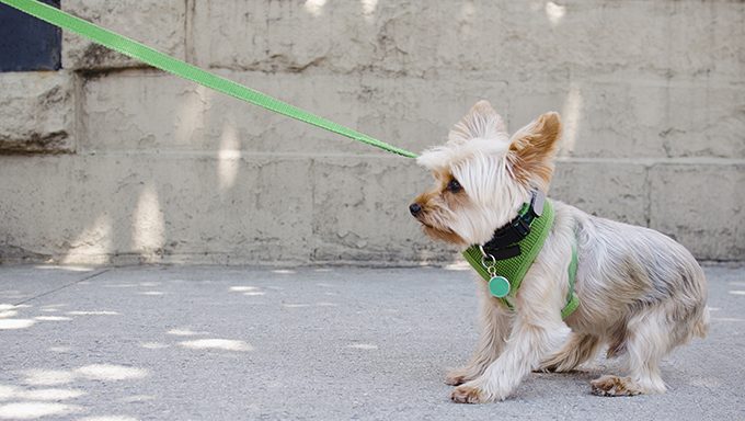 stubborn yorkie on a leash