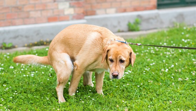 Labrador retriever dog poops in the green park