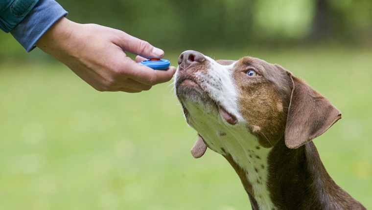 clicker training with a Louisiana Catahoula Leopard Dog