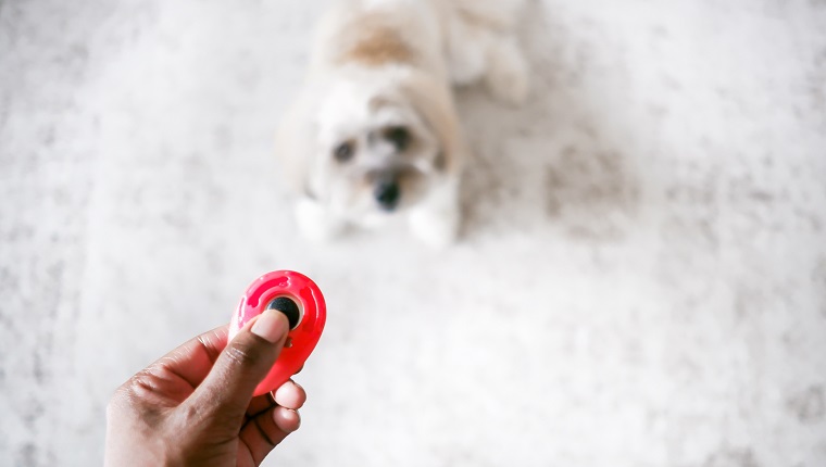 Close-up of unrecognizable black woman holding clicker to train her Coton de Tuléar through positive reinforcement