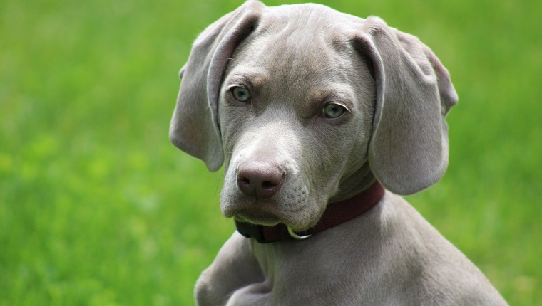 Portrait view of a Weimaraner puppy outdoors.