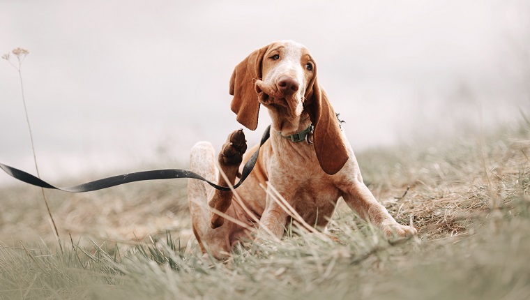 adorable bracco italiano puppy scratching outdoors