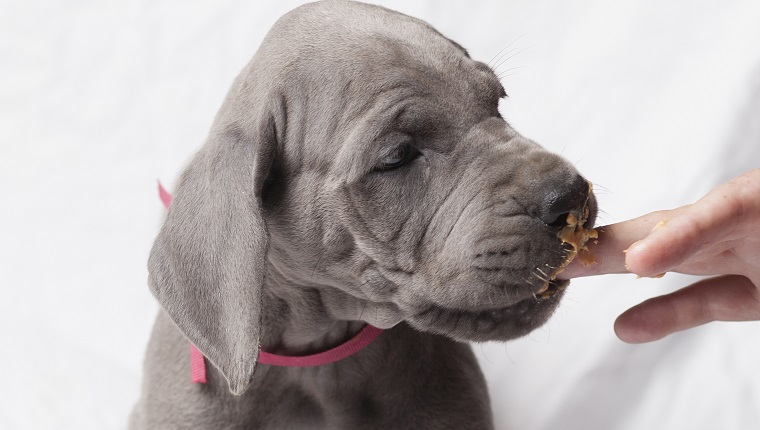 Great Dane puppy tasting peanut butter