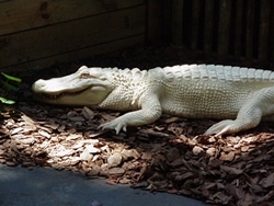 albino alligator