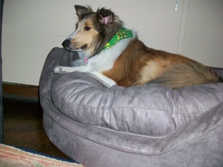 champ on orvis bed