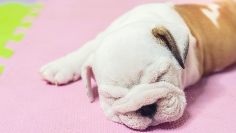 English bulldog lying on color background. Close-up photo.white puppy sleeping .