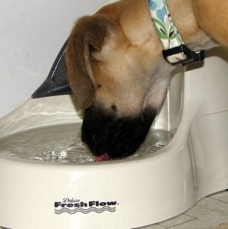 Petflo