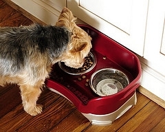 Neater Feeder for dogs