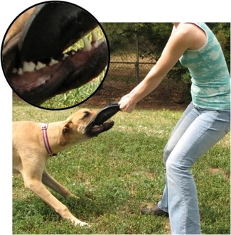 Shakespeare with the Dura Doggie Disc