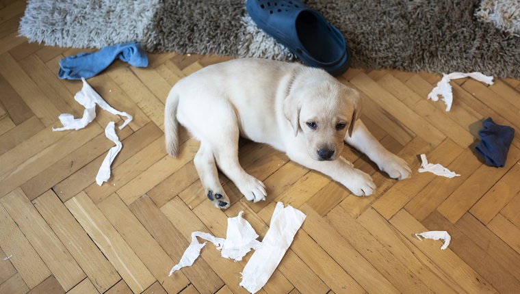 Little puppy make chaos at home
