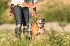Obedient Continental Bulldog and his handler. Joint training in a meadow. Signals and hand signals