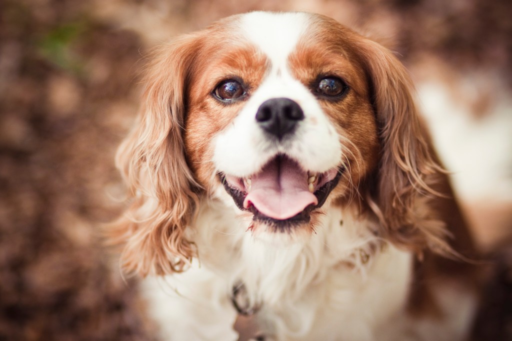 Cavalier King Charles Spaniel