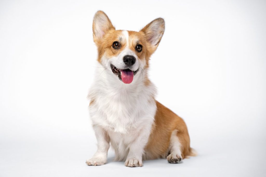 Pembroke Welsh Corgi