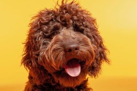 A brown Labradoodle looks at the camera against a happy yellow studio backdrop.