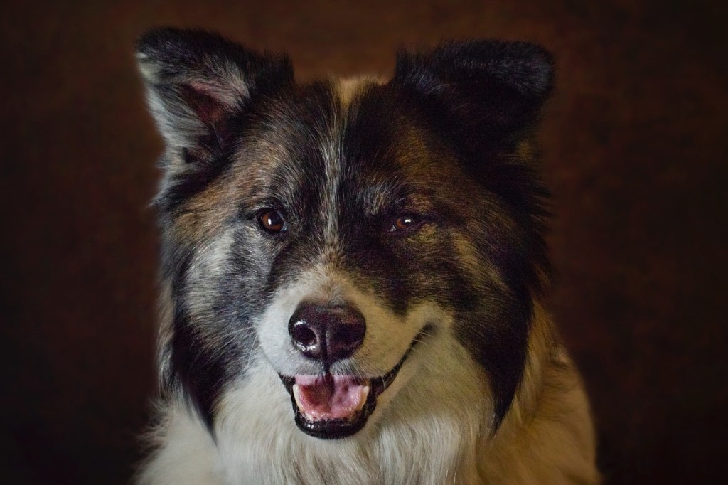 Icelandic Sheepdog smiling