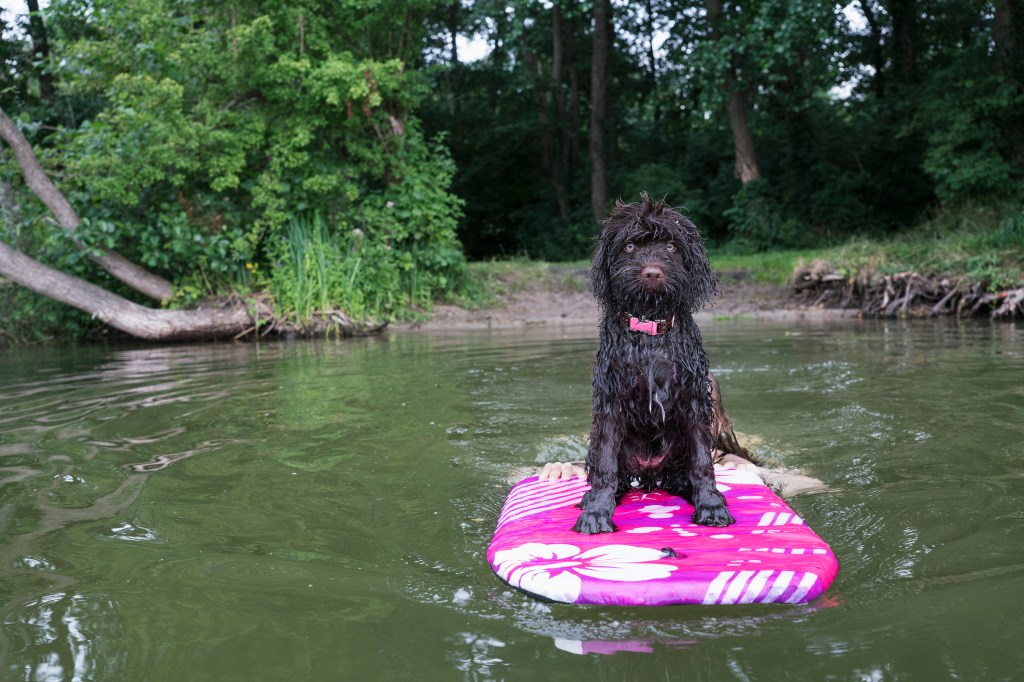 A French Water Dog, the Barbet, playing in the water. 