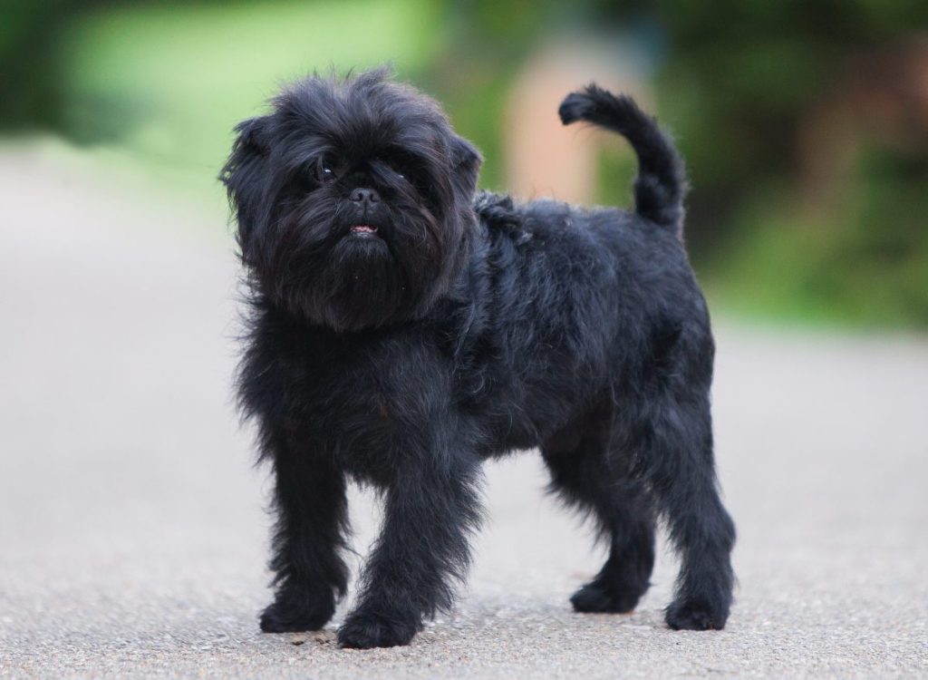 Black Affenpinscher standing in the street.