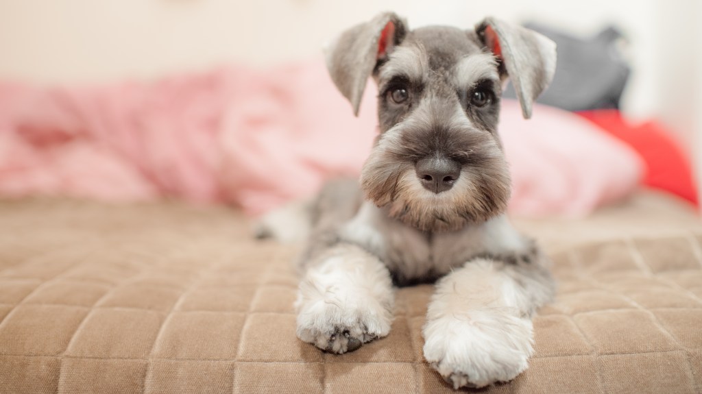 Miniature Schnauzer