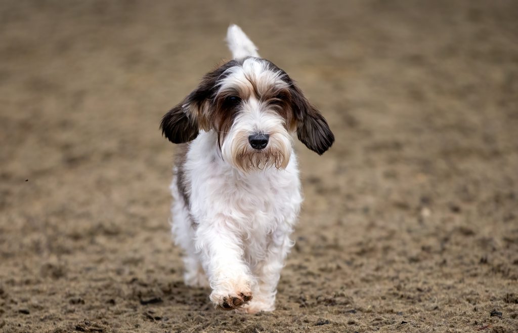 A Petit Basset Griffon Vendéen puppy runs in the dirt.
