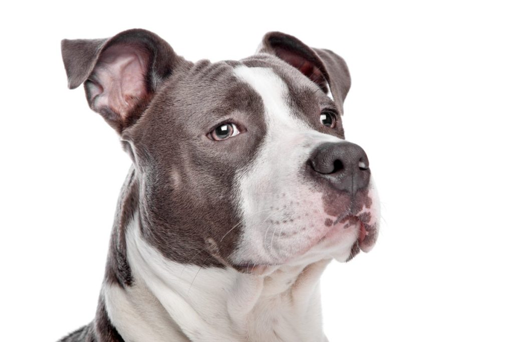 American Staffordshire Terrier puppy in front of a white background