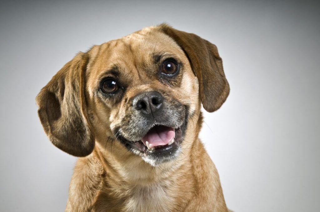 Close-up of Puggle