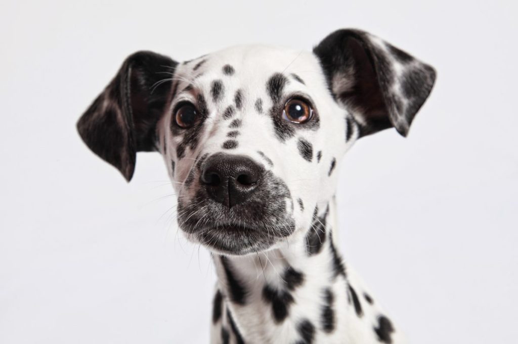 Dalmation Puppy