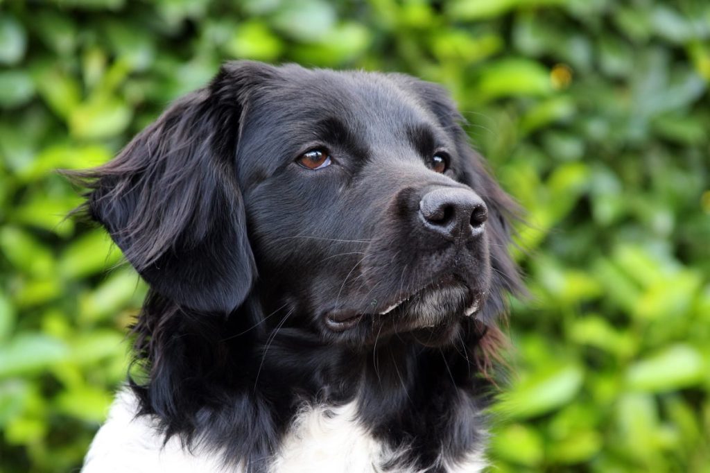 A portrait of a Stabyhoun, a Dutch dog breed that makes a great family dog.