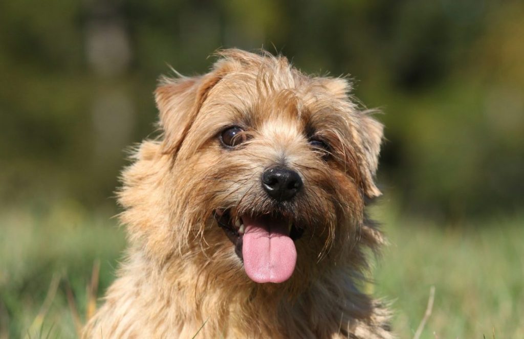 A close-up of a smiling Norfolk Terrier.