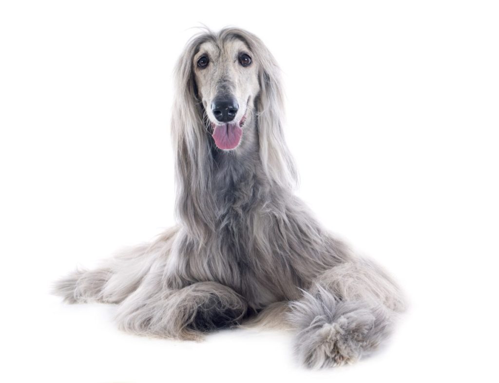 afghan hound in front of white background