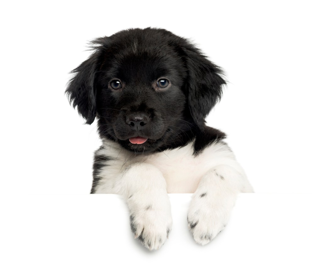 A Stabyhoun puppy portrait with their tiny tongue sticking out.