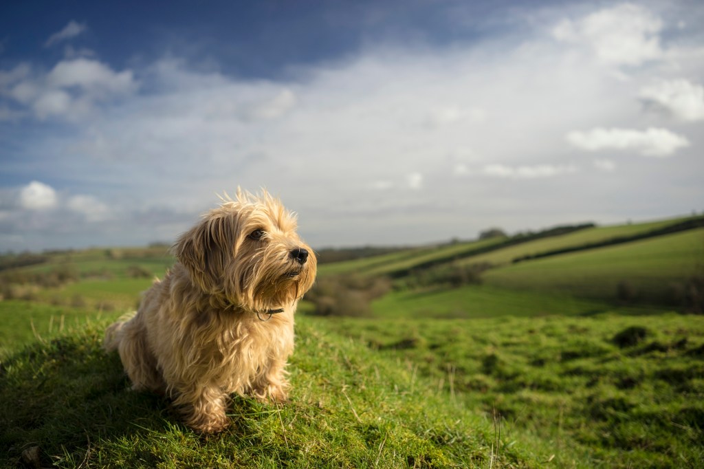 The Norfolk Terrier looking out over the hills. 