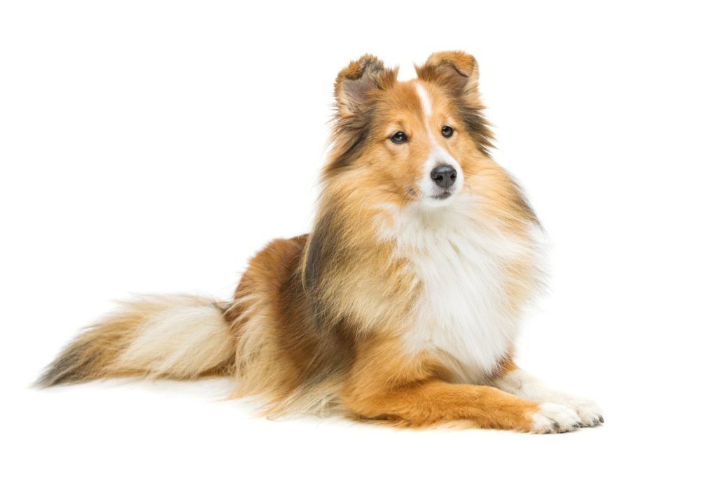 Shetland Sheepdog Sheltie