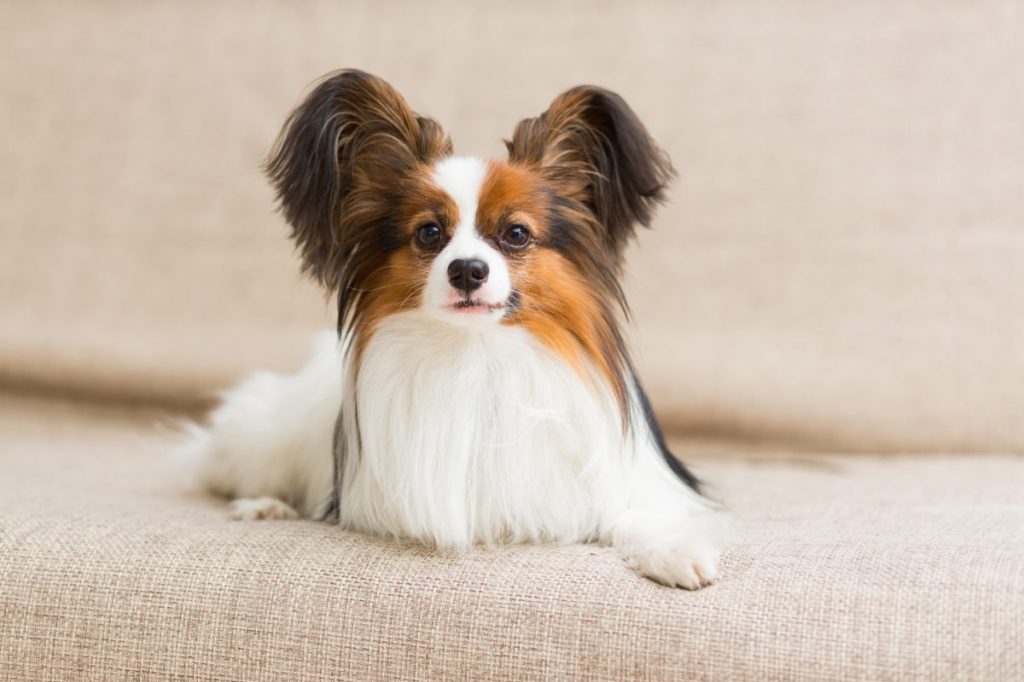 Adult Papillon laying down.