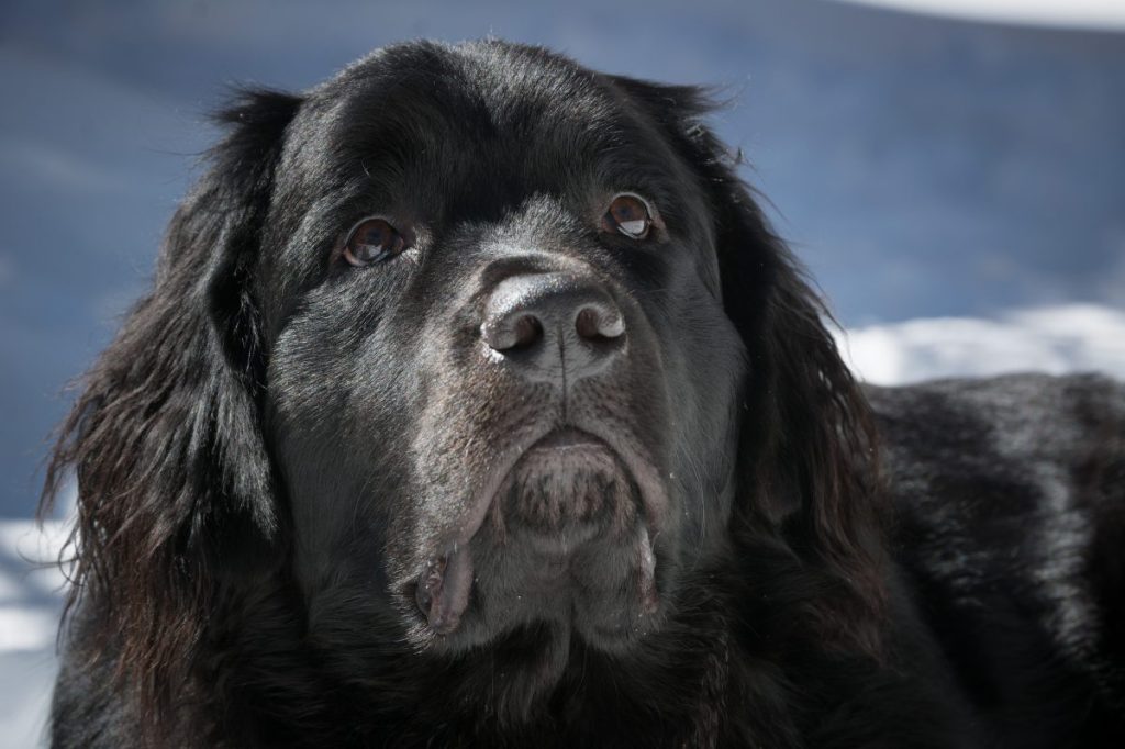 A Newfoundland dog lays in the snow looking up