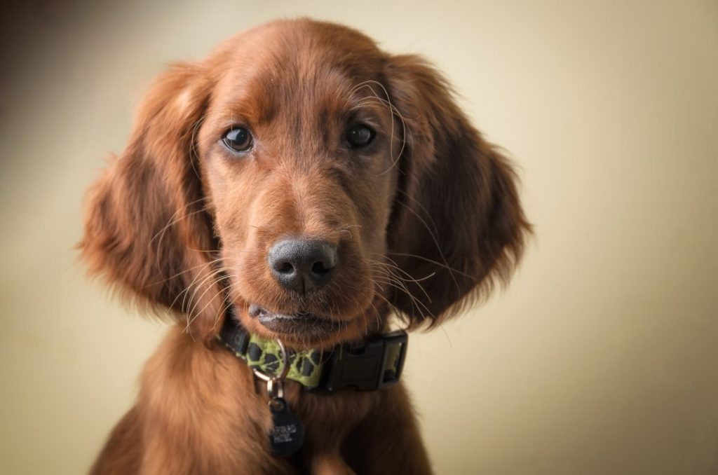 Irish setter puppy portrait.