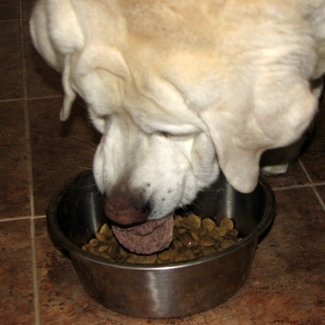 Joey woofing down his Dandy Lamb