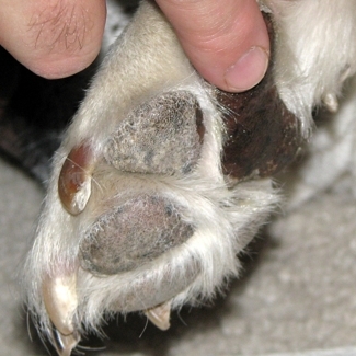 Applying Farm Dog's Salvation salve to Joey's pads