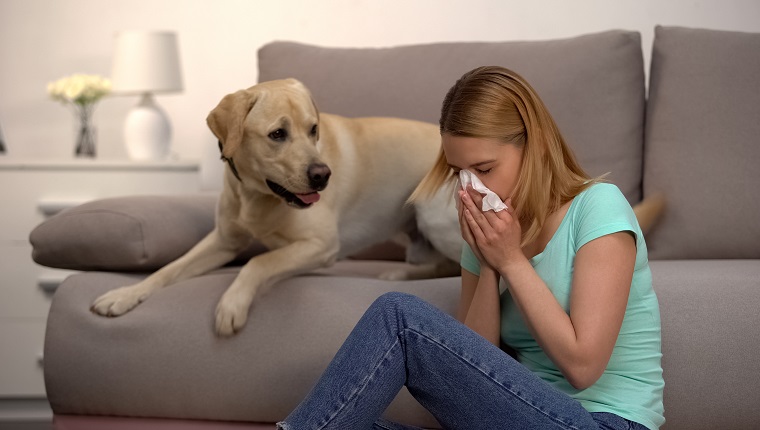 Woman sitting near labrador dog sneezing in tissue, fur allergy, antihistamine