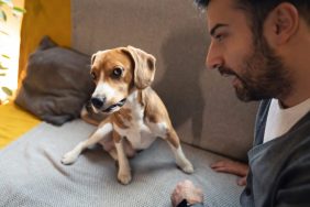 A Beagle is scolded by their pet parent — dominance training can lead to fearful behavior.