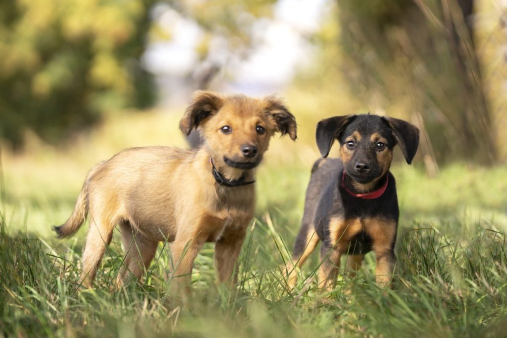 two puppies socializing outdoors