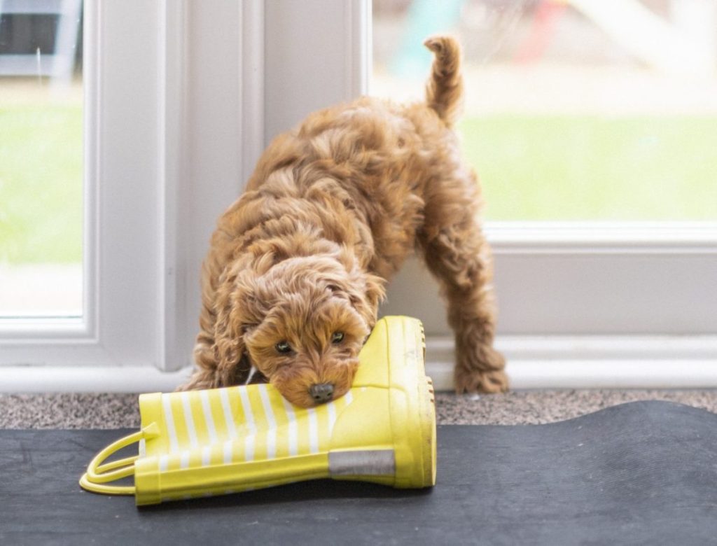 puppy chewing on rain boot