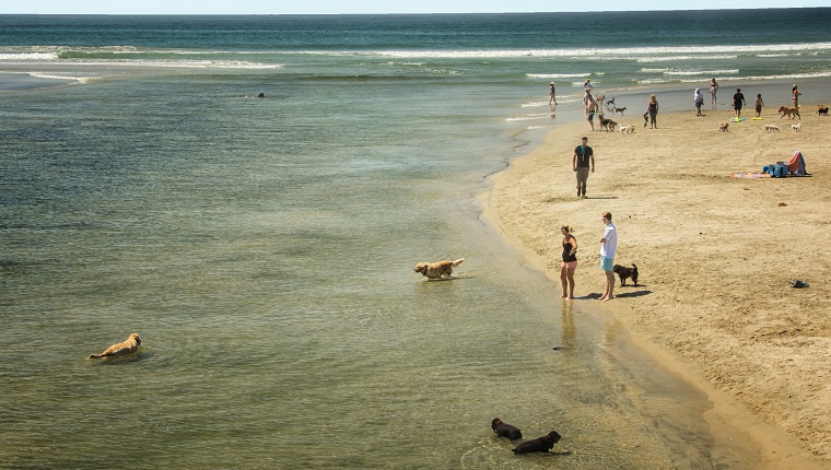 Dogs play in the water at a San Diego beach.