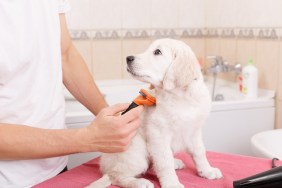 Owner is combing out the fur of retriever puppy after shower