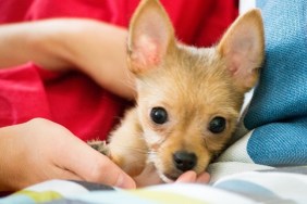 Chihuahuas are the smallest breed of dogs and are originally from the region of Mexico with the same name