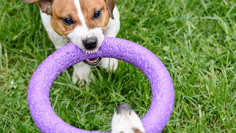 Two Jack Russell Terriers playing tug of war