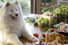 samoyed dog in the kitchen