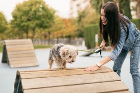 Woman training dog in circuit. Jaen, Spain