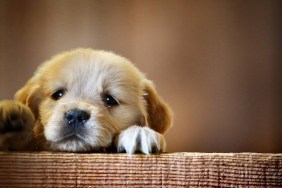 Close-Up Portrait Of Puppy