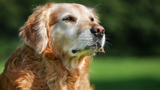 senior-dog